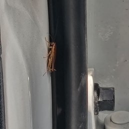 Roach in vehicle!!!!! THIS COULD Have been an infestations Roach in vehicle!!!!! THIS COULD Have been an infestations