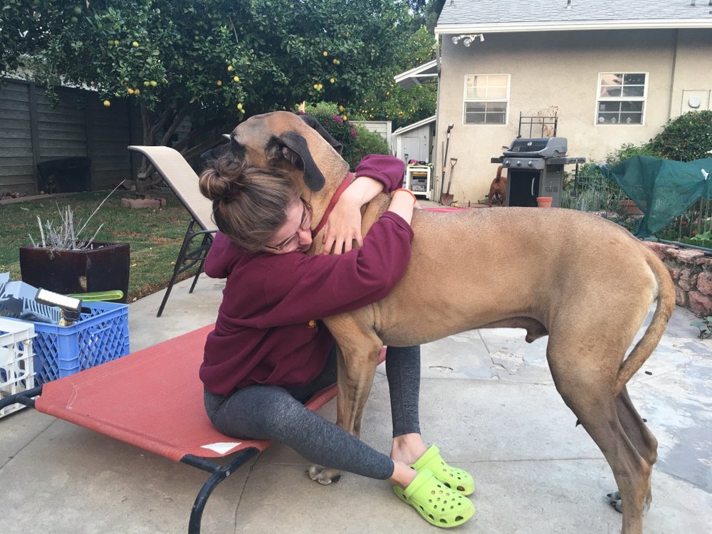 Pooch Buddies - pet boarding facility in Northridge, CA