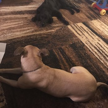 Paws and Claws - Our dogs are so calm and relaxed after playing all day at Paws and Claws! - Pet Groomers Near Me - Hudson, Wisconsin