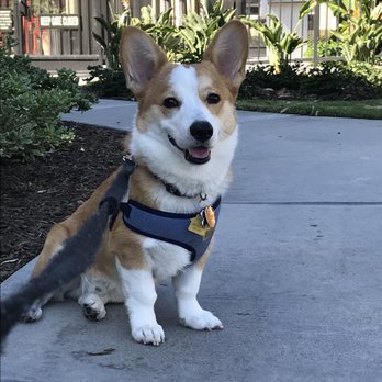 Elite Paw Company - Dog Walkers Near Me - Cerritos, California Elite Paw Company - Dog Walkers Near Me - Cerritos, California