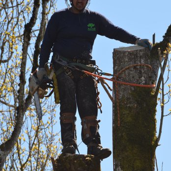 Altar Tree Service - Tree Services Near Me - Independence, Oregon