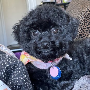 Pet Star Salon - Pet Groomers Near Me - Fairfax, Virginia Pet Star Salon - Pet Groomers Near Me - Fairfax, Virginia