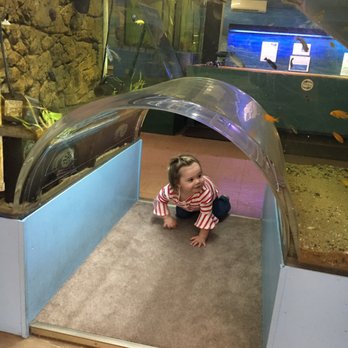 Biomes - Crawl/walk tube - Aquariums Near Me - North Kingstown, Rhode Island Biomes - Crawl/walk tube - Aquariums Near Me - North Kingstown, Rhode Island
