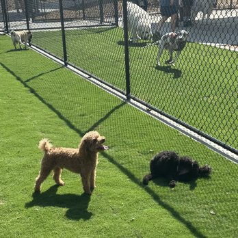 Arbor Dog Park - Sammy and Bow - Dog Parks Near Me - Los Alamitos, California Arbor Dog Park - Sammy and Bow - Dog Parks Near Me - Los Alamitos, California