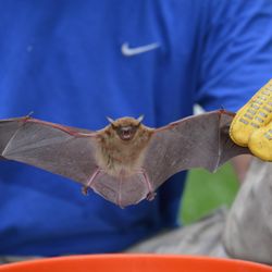 Nashville Wildlife Pros - Bat Removal in Brentwood, TN