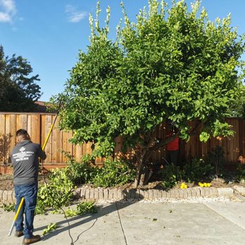 Procopio's Tree Service - lemon tree before trim - Tree Services Near Me - San Jose, California Procopio's Tree Service - lemon tree before trim - Tree Services Near Me - San Jose, California