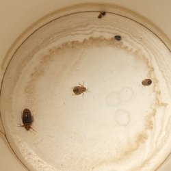 Color Country Motel - BEDBUGS