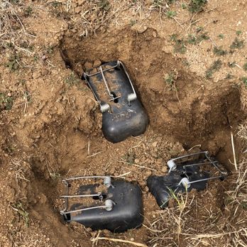Gaucho Gopher & Landscape Pest Management - Trapping can be very effective in certain key situations - Pest Control Near Me Gaucho Gopher & Landscape Pest Management - Trapping can be very effective in certain key situations - Pest Control Near Me