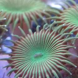 Aquatic Technology - Palythoas