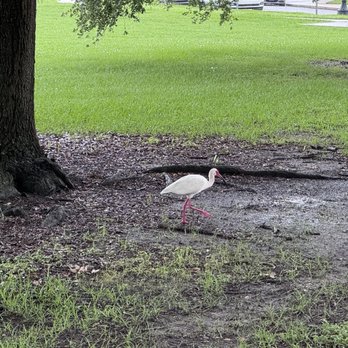 City Park  - Parks Near Me - New Orleans, Louisiana