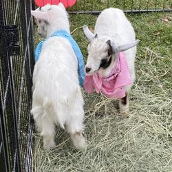Giddy Up Pony Parties and Petting Zoos