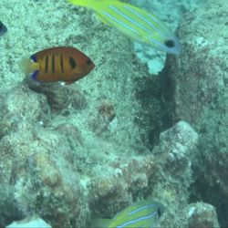 Makana O Kauai Scuba Adventures - Flame angel fish