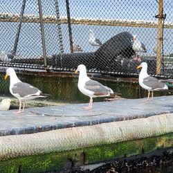 Breakwall Fishing Charters - Bait Store floats with sea gulls around it. We learned so much on this trip.