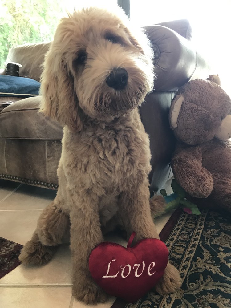 LABRADOODLE DAYS Jensen Beach, Florida Pet Breeders Phone Number