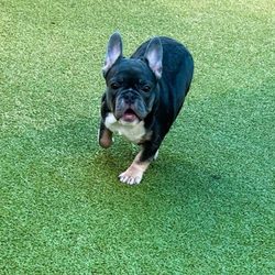 Dog World Sarasota - Penelope