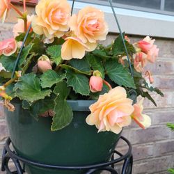Mary's Greenhouse