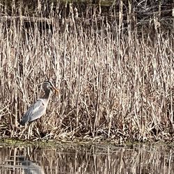 Brick Pond Park - Great Blue Heron