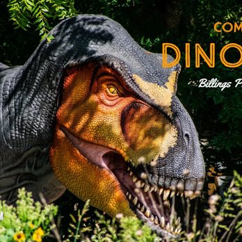The Dinosaur Company - T-Rex - Museums Near Me - Allen, Texas The Dinosaur Company - T-Rex - Museums Near Me - Allen, Texas