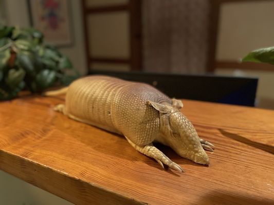 Courtyard Lounge at Hotel San José by null