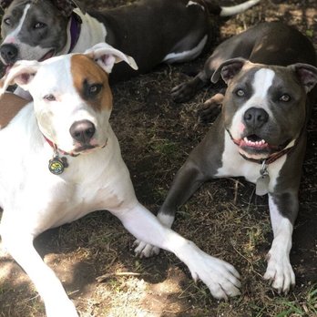 Pacific Paw - Dog Walkers Near Me