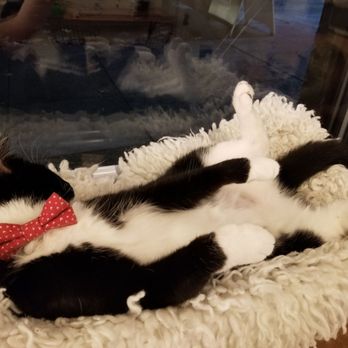 NEKO: A Cat Cafe - Themed Cafes Near Me - Seattle, Washington