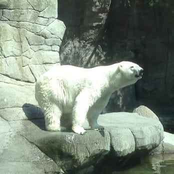 Aalborg Zoo - Også et godt billede af den tilfredse isbjørn ! - Zoos Near Me - Aalborg, 81 Aalborg Zoo - Også et godt billede af den tilfredse isbjørn ! - Zoos Near Me - Aalborg, 81