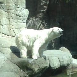 Aalborg Zoo - Også et godt billede af den tilfredse isbjørn !