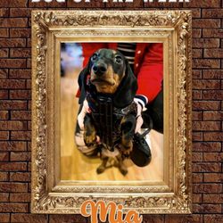 L&B Healthy Pet Markets