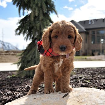 Puppies Designed - Pet Breeders Near Me Puppies Designed - Pet Breeders Near Me