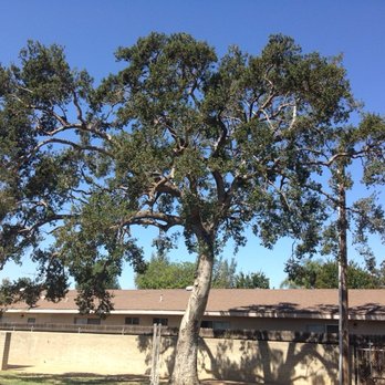 Empire Tree Service - oak - Tree Services Near Me - Upland, California Empire Tree Service - oak - Tree Services Near Me - Upland, California