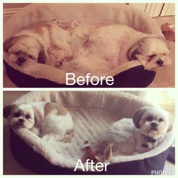 Star Mutts - Star Mutts did such a great job with our shih tzu's! We can not wait to return! Thanks again!!! - Pet Groomers Near Me - Fresno, California