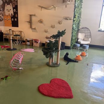 Catfe - Cafes Near Me - Santa Clarita, California Catfe - Cafes Near Me - Santa Clarita, California