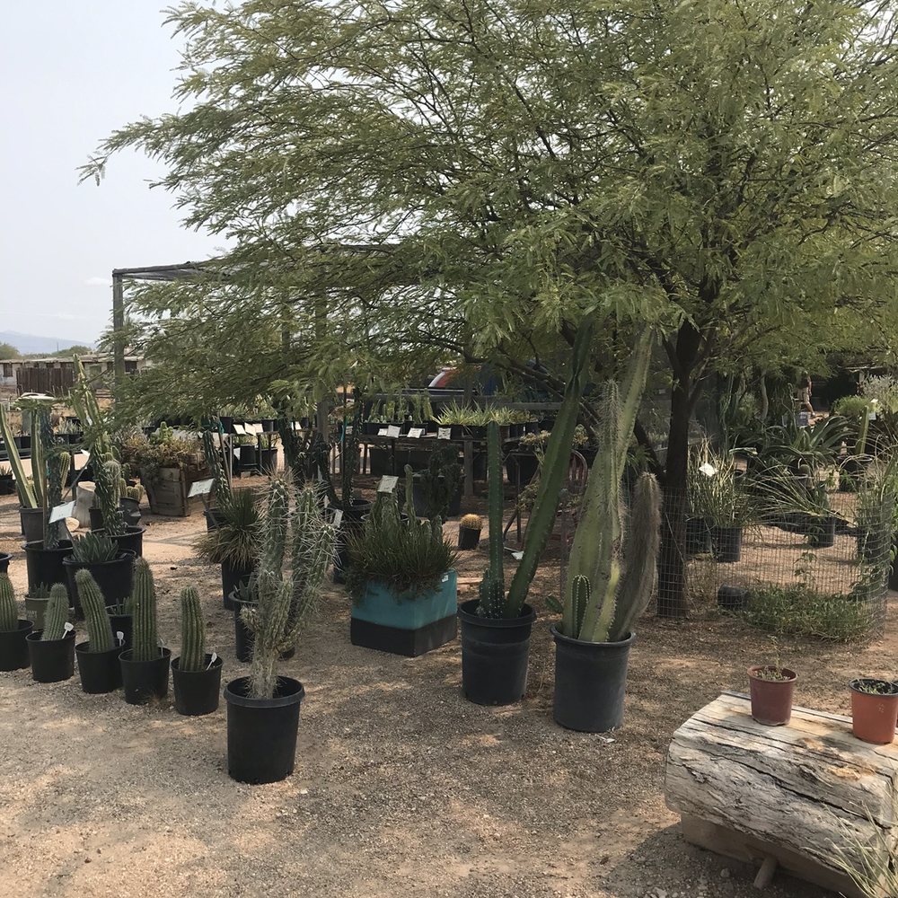 Arizona Growers - Many different cacti az growers allen rd - Nurseries & Gardening Near Me - Tucson, Arizona Arizona Growers - Many different cacti az growers allen rd - Nurseries & Gardening Near Me - Tucson, Arizona