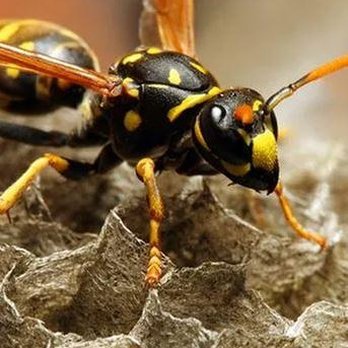No Bull Bed Bug Control - untitled - Pest Control Near Me No Bull Bed Bug Control - untitled - Pest Control Near Me