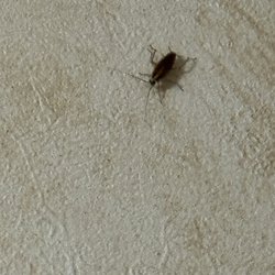 Quality Inn & Suites - ROACHES!!!!