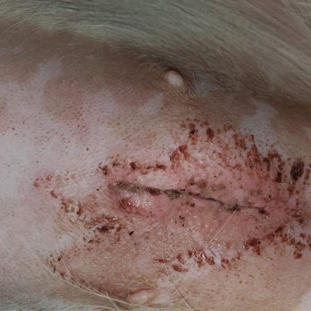 The Pet Clinic - No stitches or staples... just glue which didn't work clearly - Veterinarians Near Me - Salem, Oregon