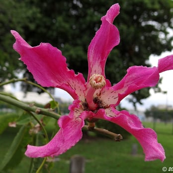 City Cemetery - Many trees dot the grounds, including this Silk Floss tree. - Landmarks & Historical Buildings Near Me - Miami, Florida City Cemetery - Many trees dot the grounds, including this Silk Floss tree. - Landmarks & Historical Buildings Near Me - Miami, Florida