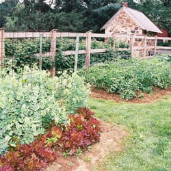 Old Brick Farm - Vegetable Plants