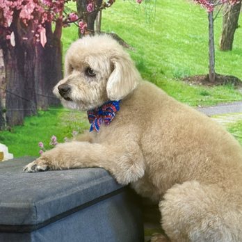 Wanderer Hub Pet Salon - Second time - April 2025 - Dog Walkers Near Me - New York, New York Wanderer Hub Pet Salon - Second time - April 2025 - Dog Walkers Near Me - New York, New York