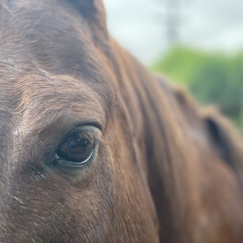 Horse, Heart & Connection - Red... he just looks right at you - Animal Assisted Therapy Near Me
