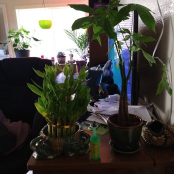 Ten Dollar Store - The bamboo planter has elephants beautiful. So happy with my plants and fertilizer. What a deal! - Gift Shops Near Me - Salinas, California