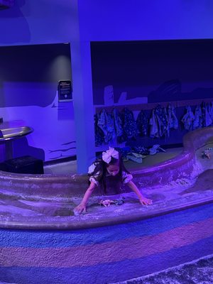 Mountain America Museum of Ancient Life at Thanksgiving Point by null