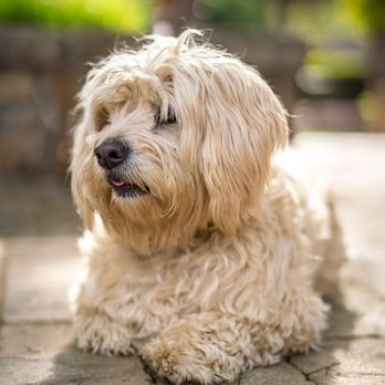 Peter Cafaro Photography - Pets - Session Photography Near Me Peter Cafaro Photography - Pets - Session Photography Near Me