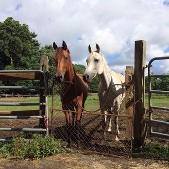 Big River Barn Rescue - Horseback Riding Near Me