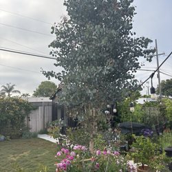 Moon Valley Nurseries - My beloved silver dollar eucalyptus. They've kept it health and looking good!