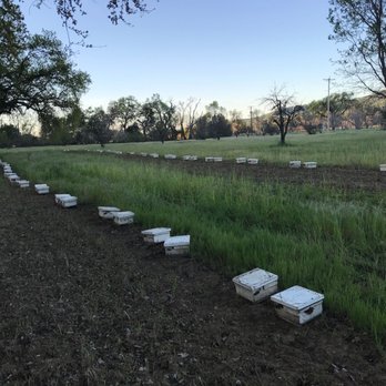 Honey Bees Genetics - rows of beehives in a field - Honey Near Me - Vacaville, California Honey Bees Genetics - rows of beehives in a field - Honey Near Me - Vacaville, California