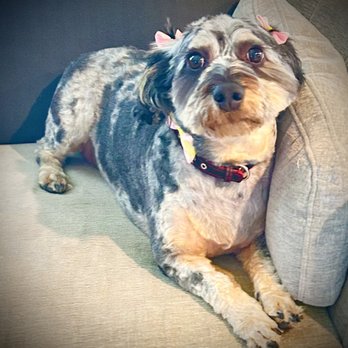 Planet Pet Spa - Pet Groomers Near Me - San Antonio, Texas Planet Pet Spa - Pet Groomers Near Me - San Antonio, Texas