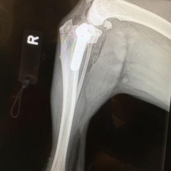 Bluff City Veterinary Specialists - TPLO surgery to repair a ruptured cruciate - Veterinarians Near Me - Memphis, Tennessee