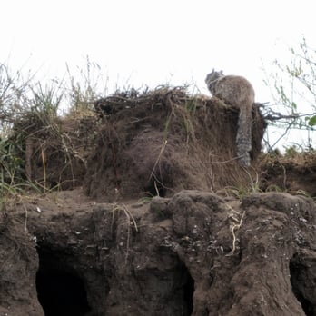 MacKerricher State Park - Squirrel hanging out on the roof of squirrel homes by the sea. Photo by Ben Young. - Parks Near Me - Fort Bragg, California