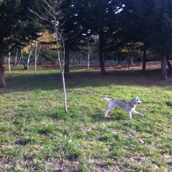 Jose Rizal Park - Lots of trees and open grass for the dogs to run in. That's my dog right there! - Parks Near Me - Seattle, Washington Jose Rizal Park - Lots of trees and open grass for the dogs to run in. That's my dog right there! - Parks Near Me - Seattle, Washington